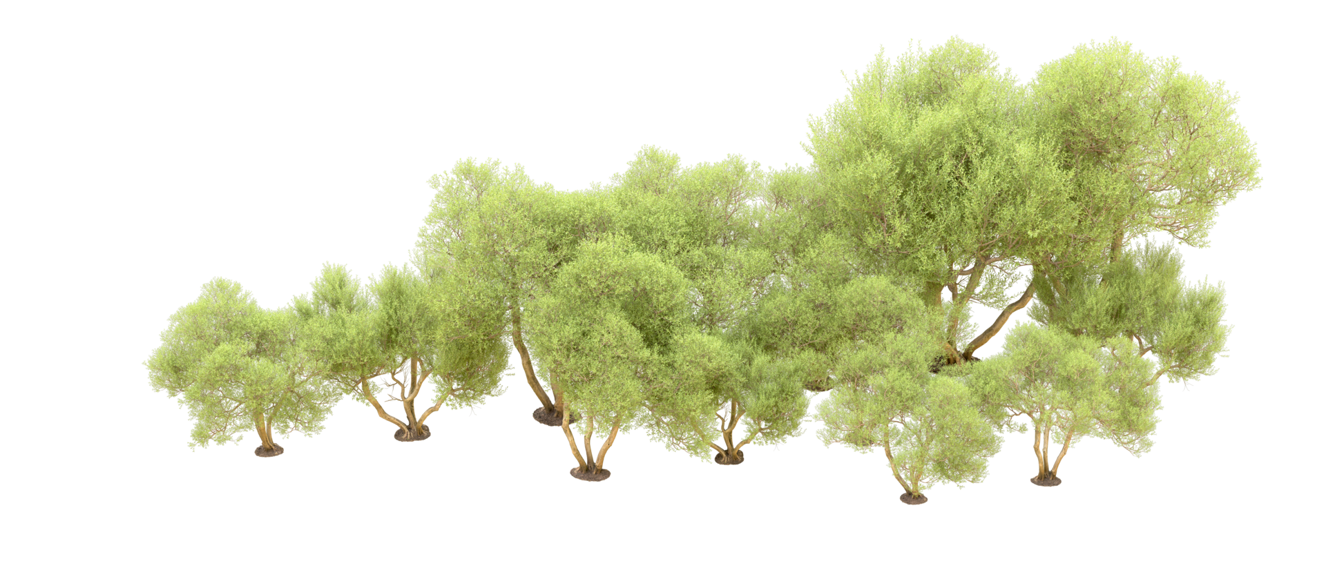 Green forest isolated on background. 3d rendering - illustration png