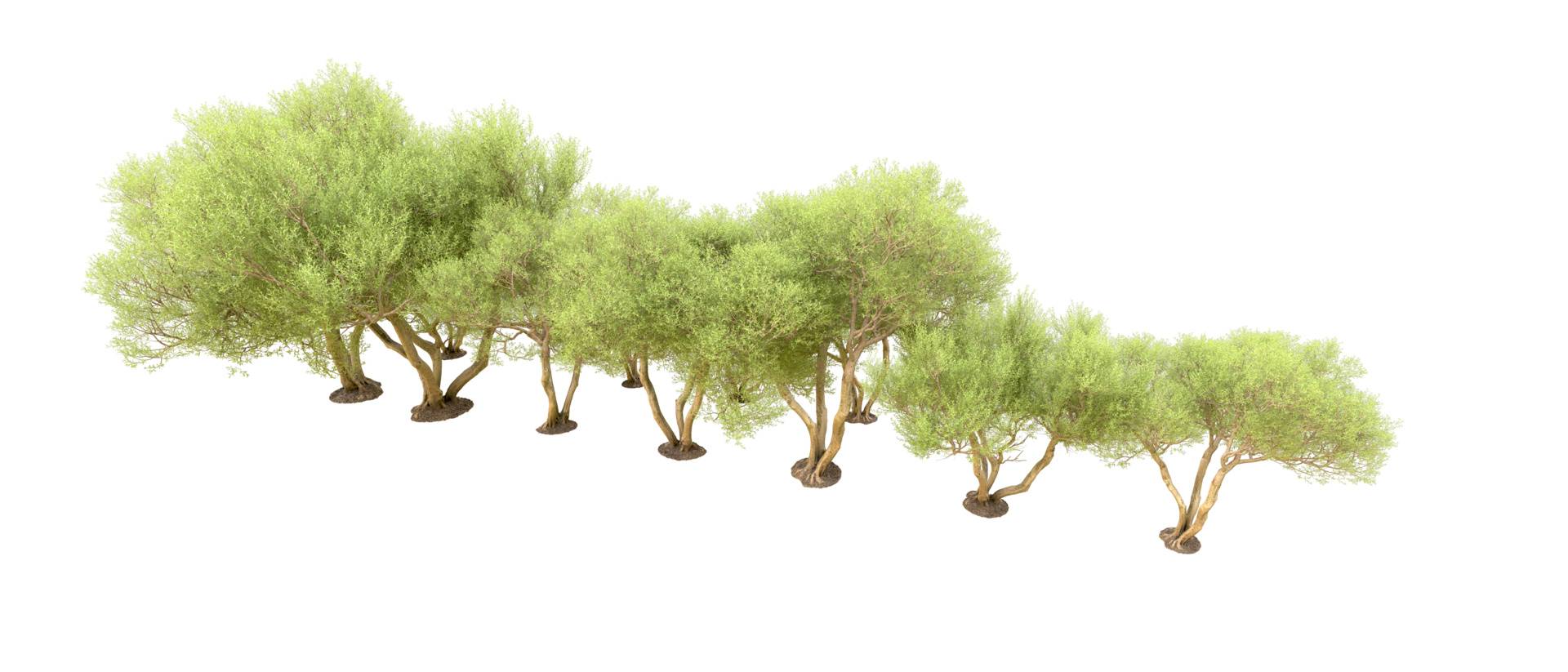 Green forest isolated on background. 3d rendering - illustration png
