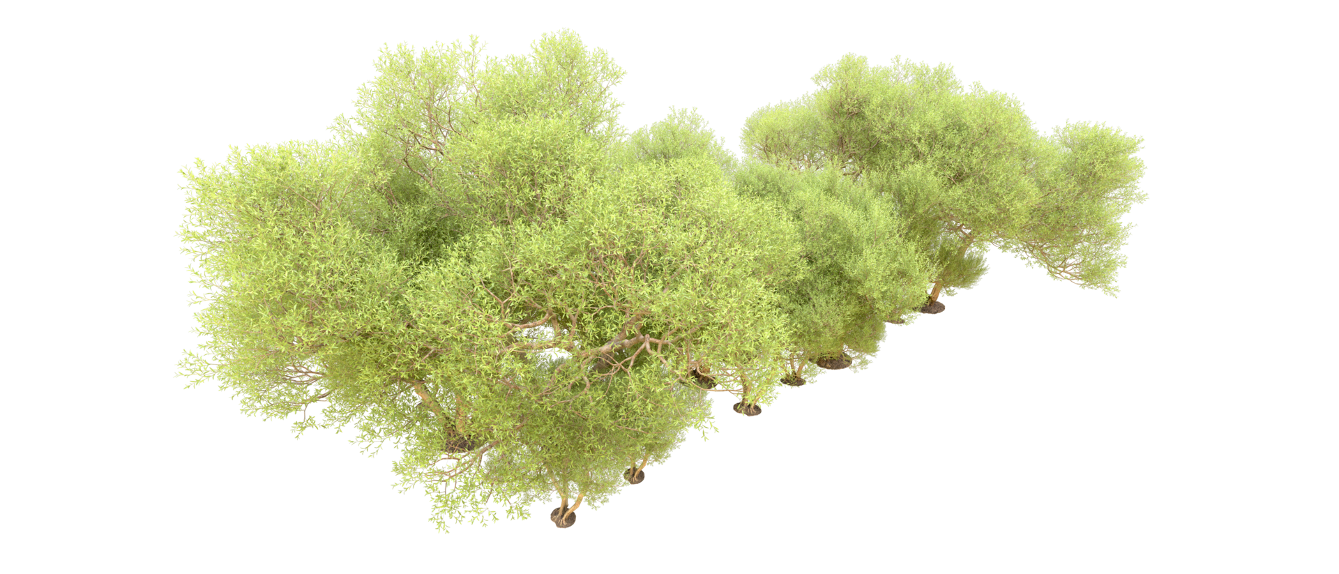 Green forest isolated on background. 3d rendering - illustration png