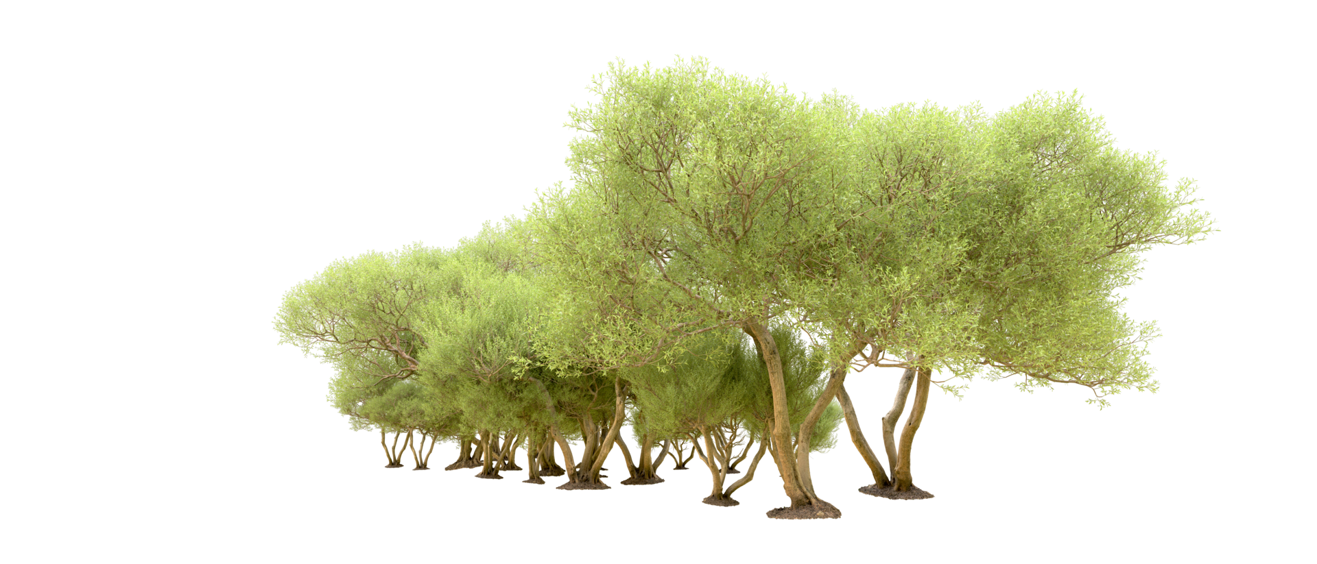 Green forest isolated on background. 3d rendering - illustration png