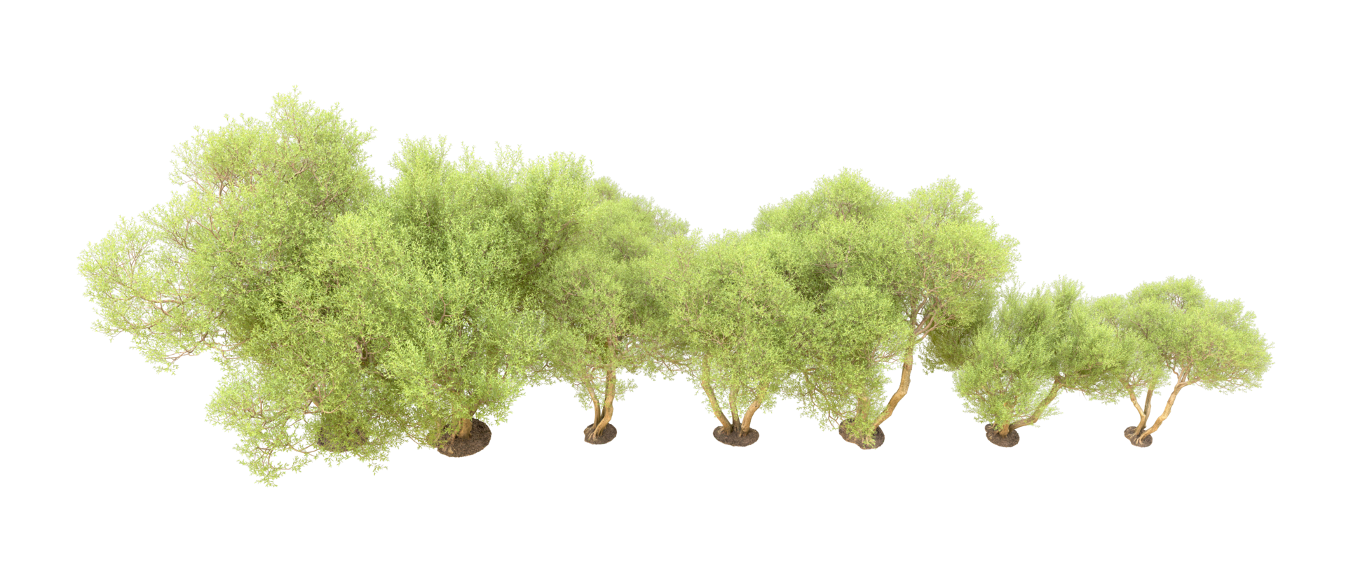 Green forest isolated on background. 3d rendering - illustration png