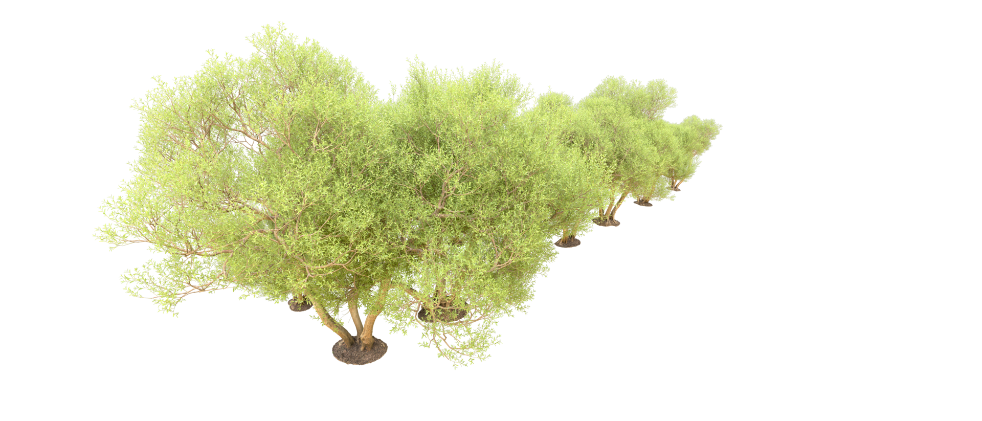 Green forest isolated on background. 3d rendering - illustration png