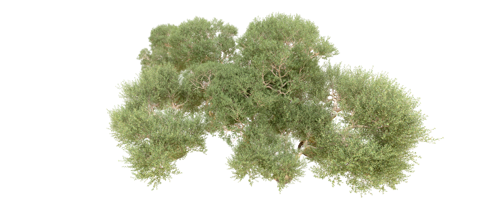 Green forest isolated on background. 3d rendering - illustration png
