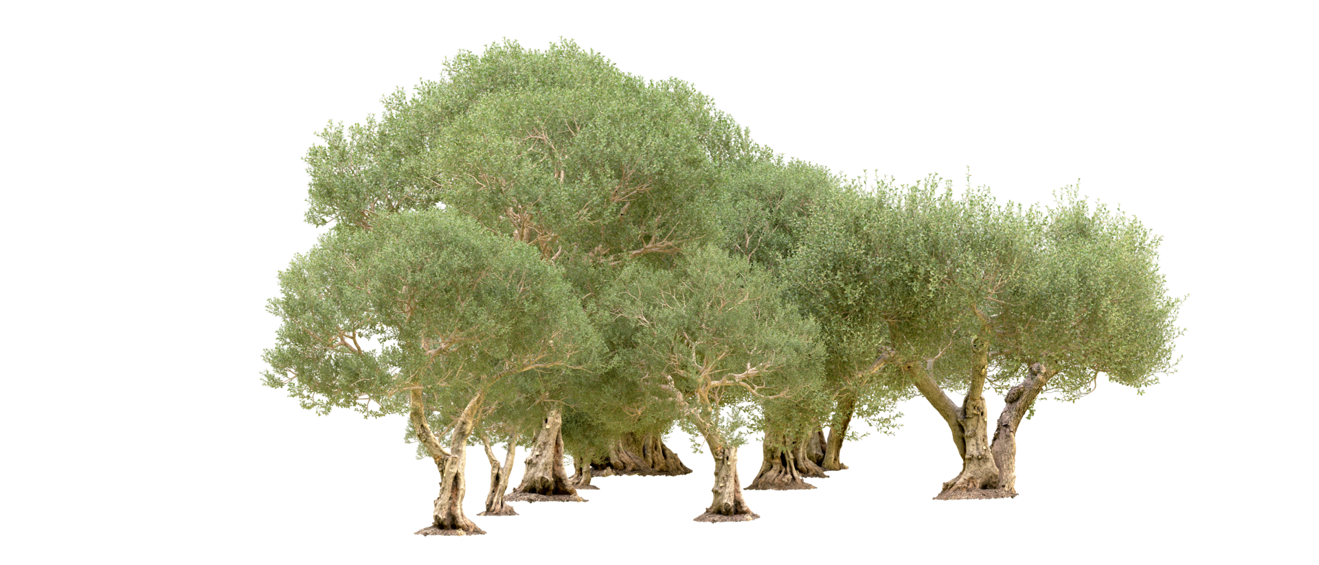 Green forest isolated on background. 3d rendering - illustration png