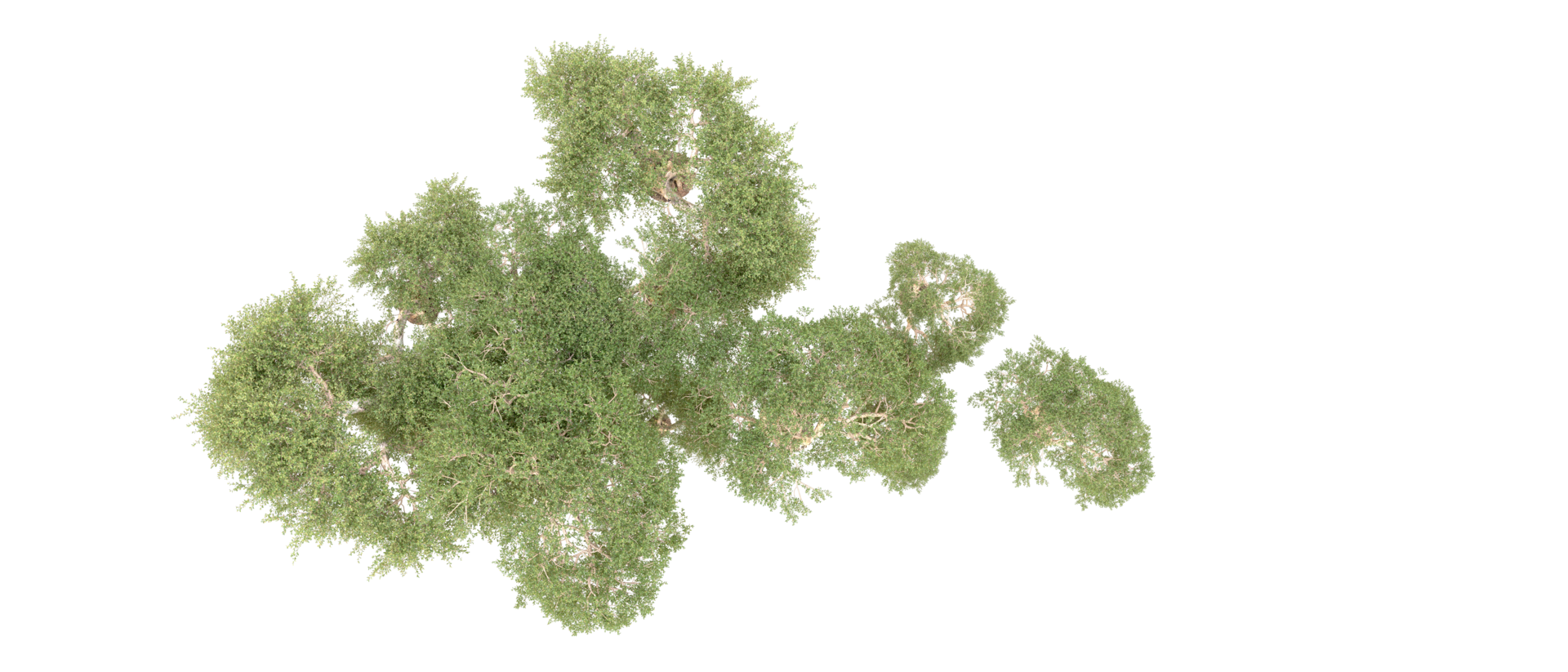 Green forest isolated on background. 3d rendering - illustration png