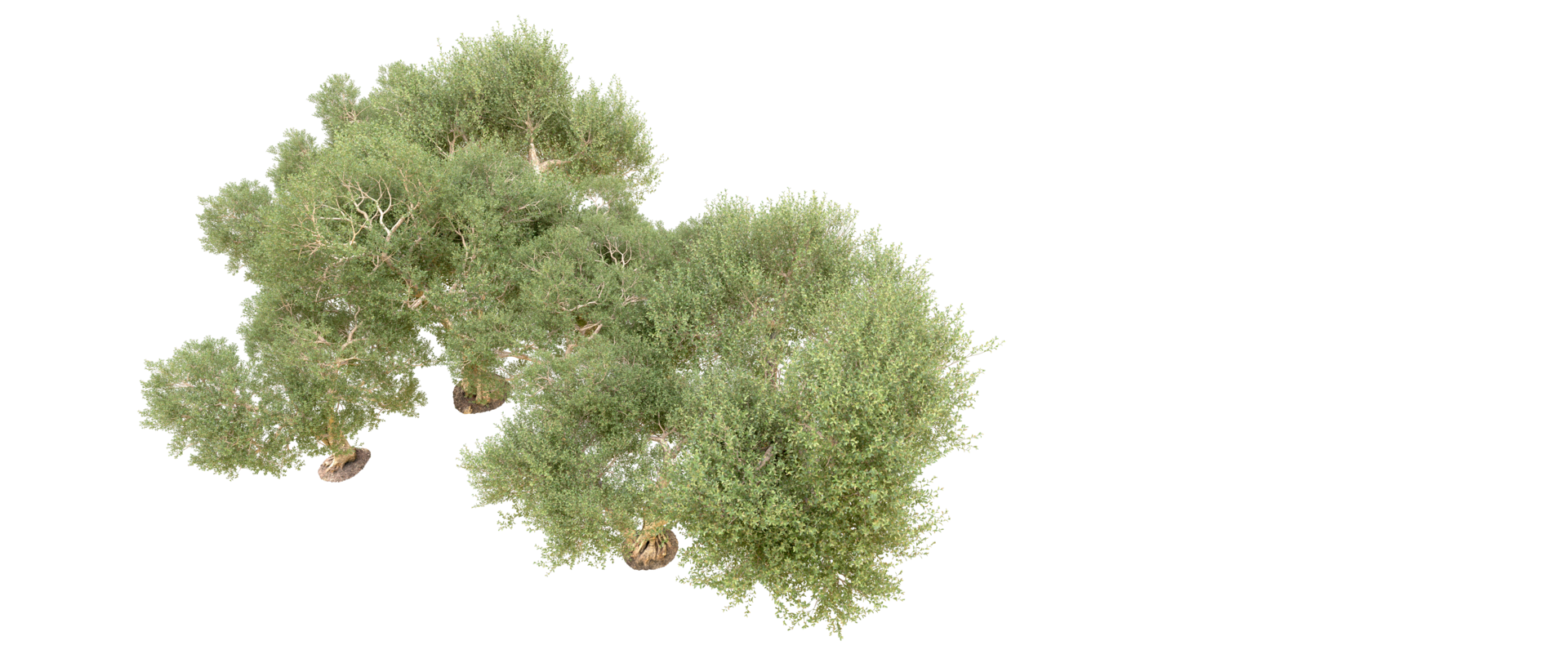 Green forest isolated on background. 3d rendering - illustration png