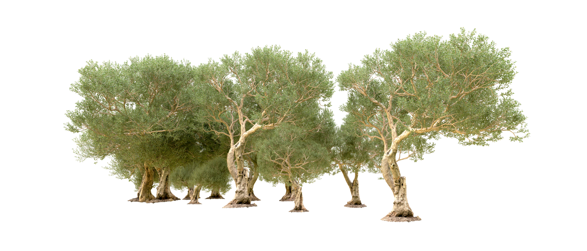 Green forest isolated on background. 3d rendering - illustration png