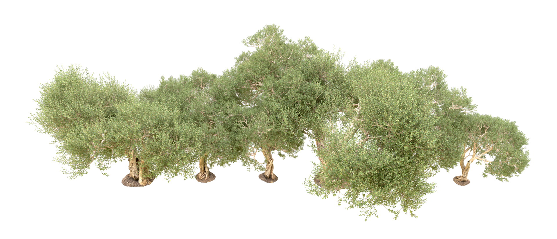 Green forest isolated on background. 3d rendering - illustration png