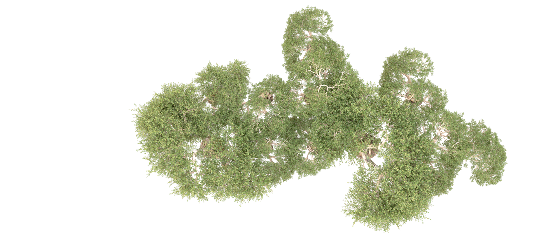 Green forest isolated on background. 3d rendering - illustration png