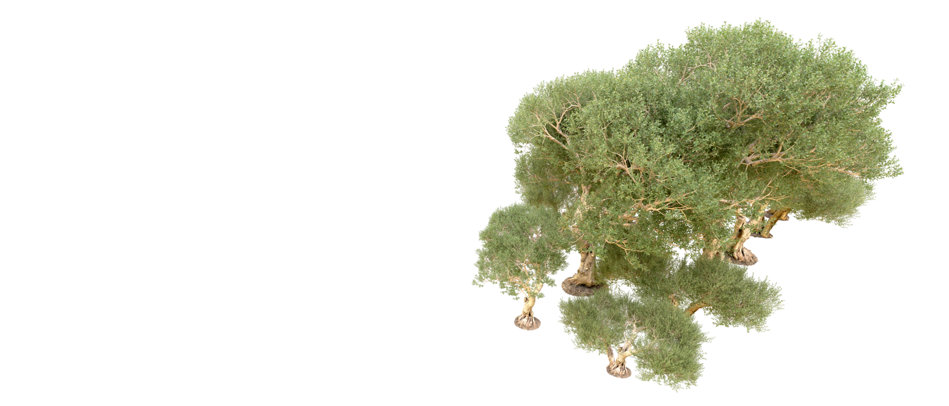 Green forest isolated on background. 3d rendering - illustration png