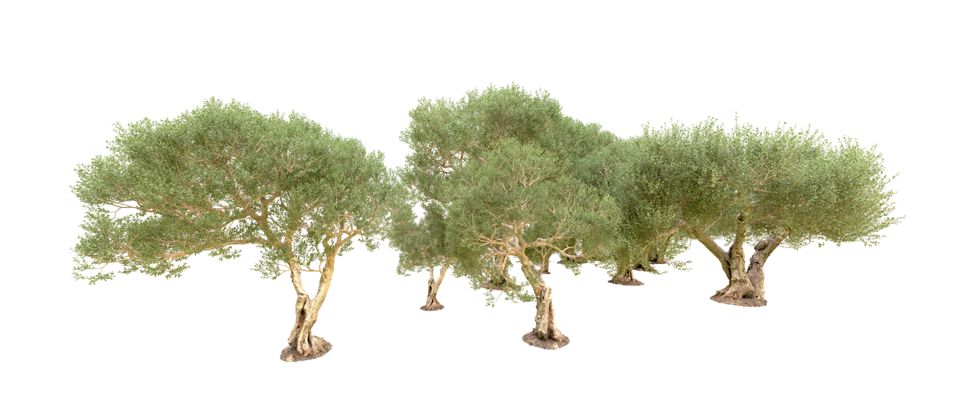Green forest isolated on background. 3d rendering - illustration png