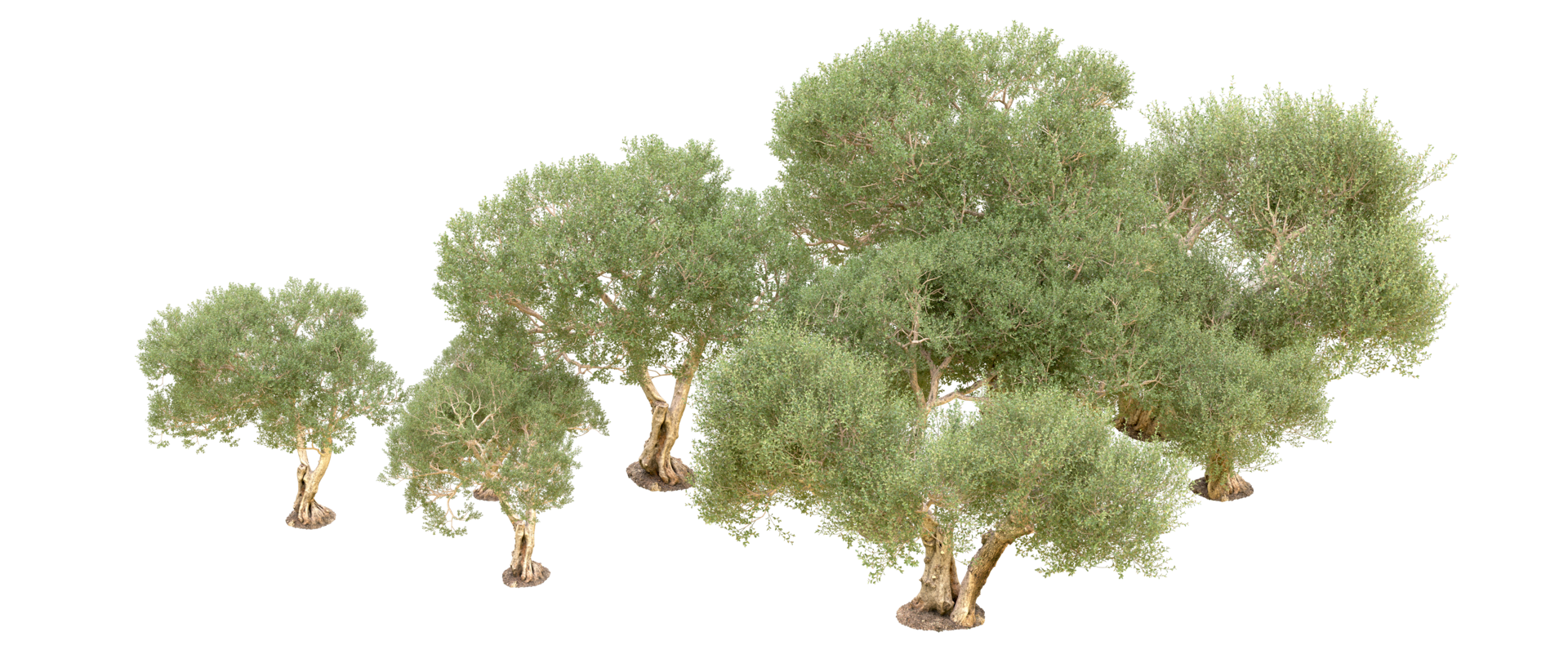 Green forest isolated on background. 3d rendering - illustration png