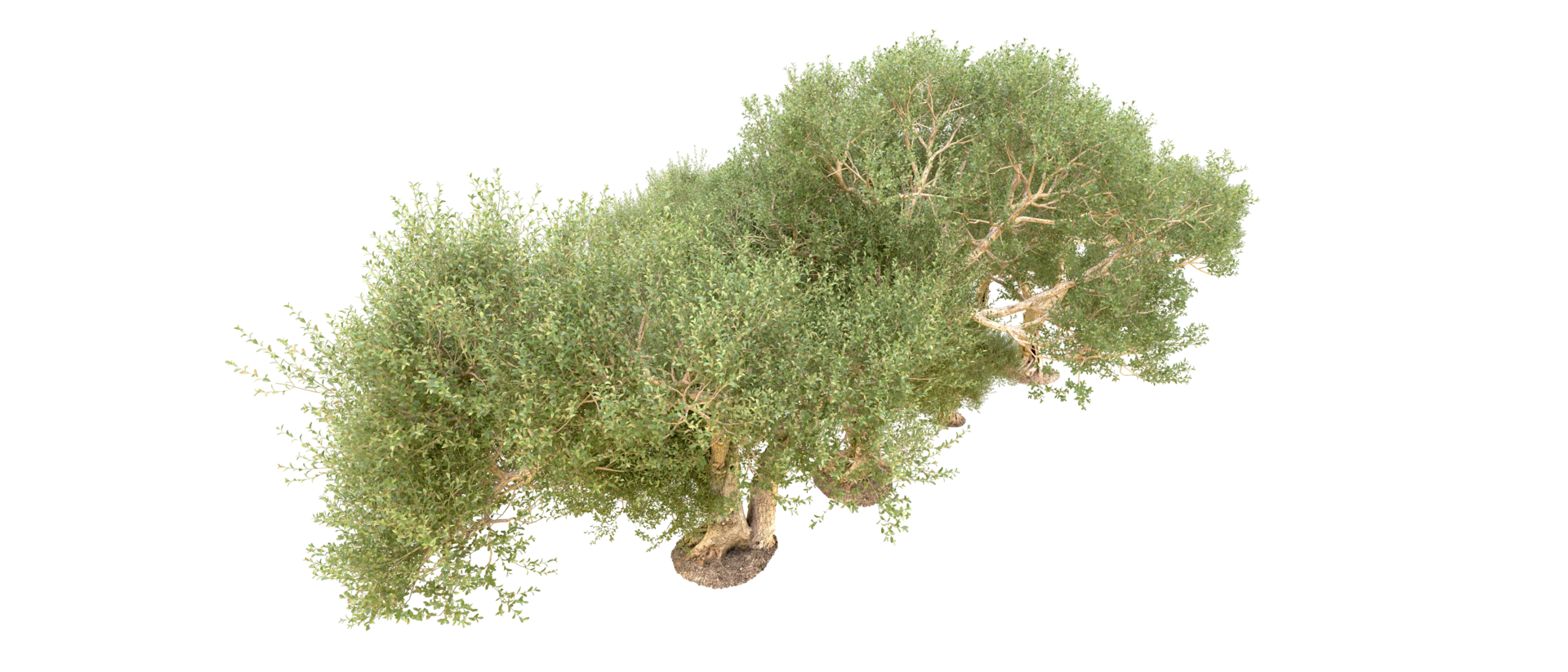 Green forest isolated on background. 3d rendering - illustration png