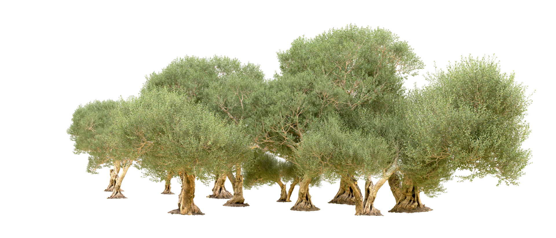 Green forest isolated on background. 3d rendering - illustration png