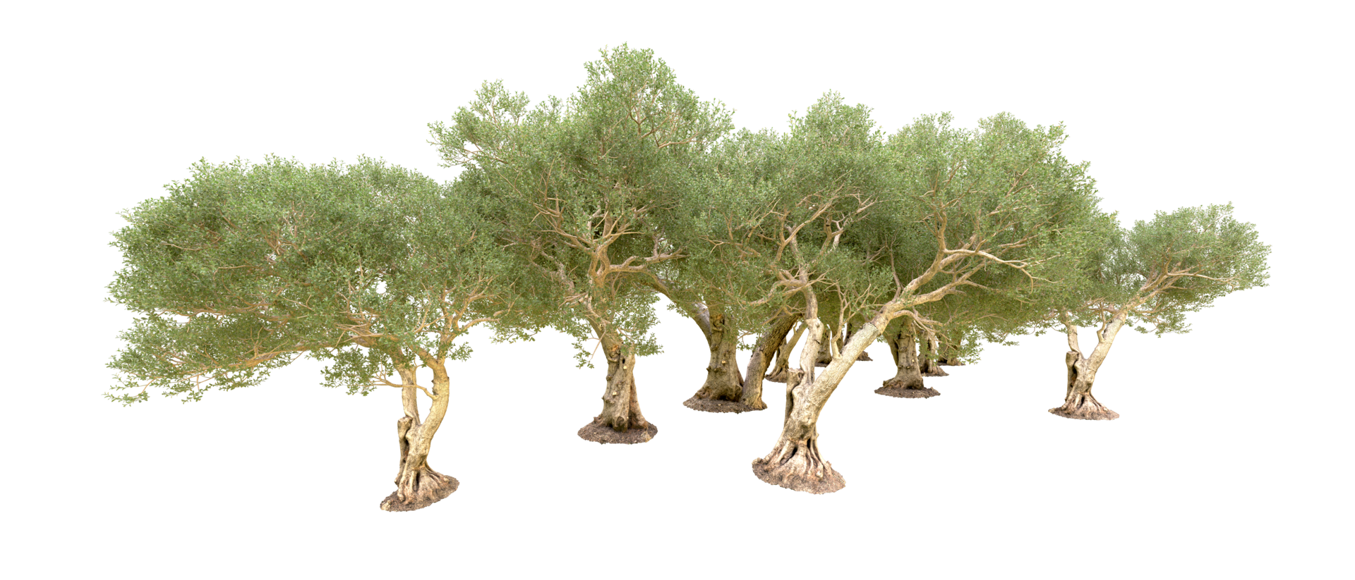 Green forest isolated on background. 3d rendering - illustration png