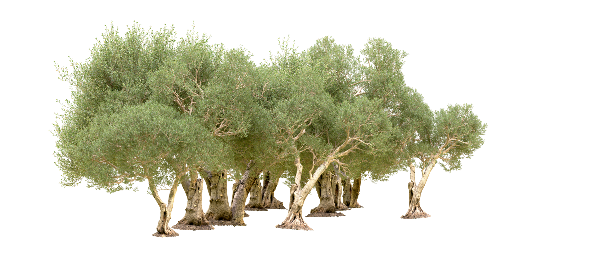 Green forest isolated on background. 3d rendering - illustration png
