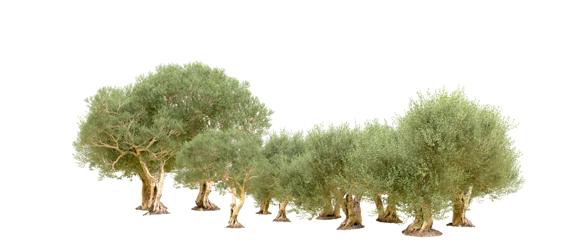 Green forest isolated on background. 3d rendering - illustration png