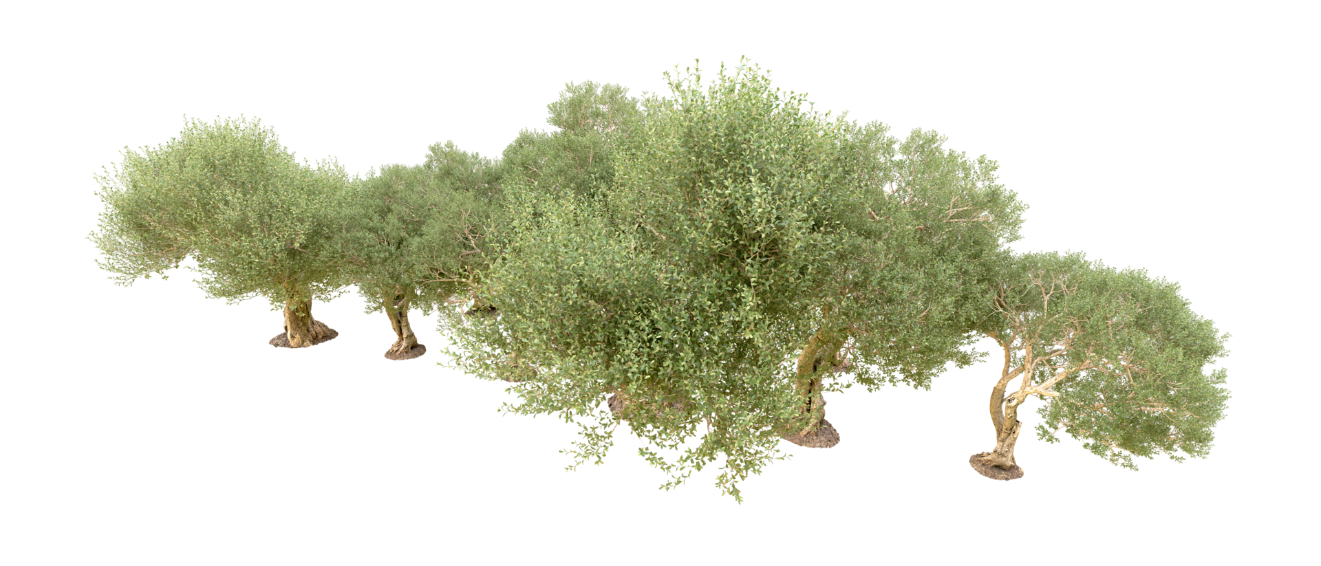 Green forest isolated on background. 3d rendering - illustration png