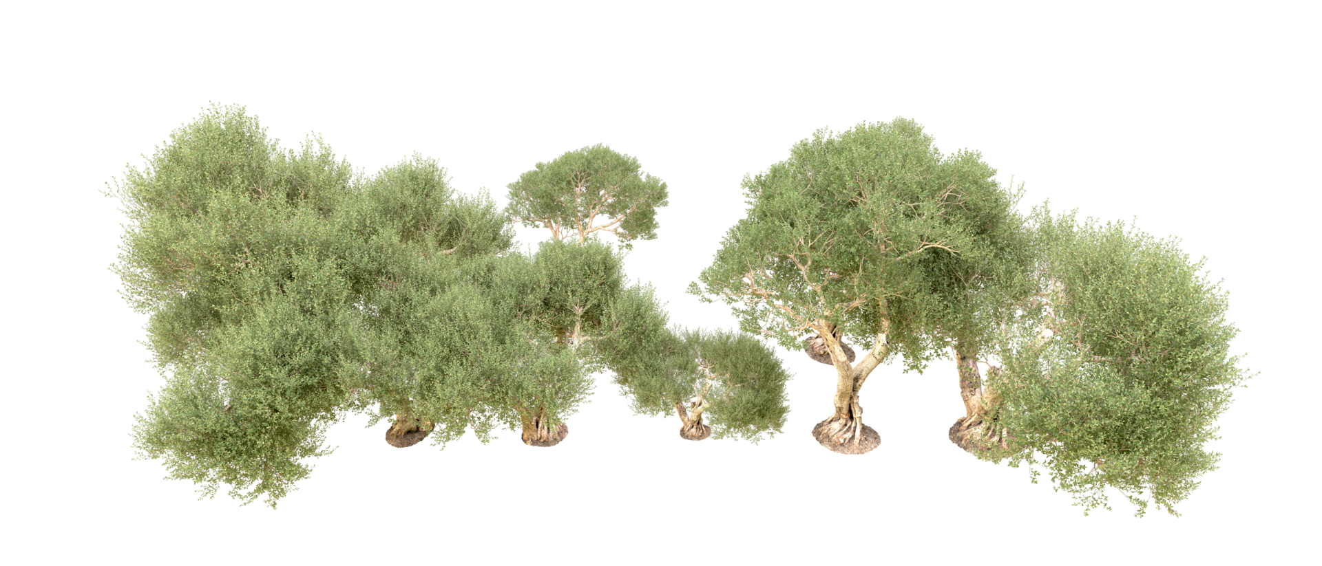 Green forest isolated on background. 3d rendering - illustration png
