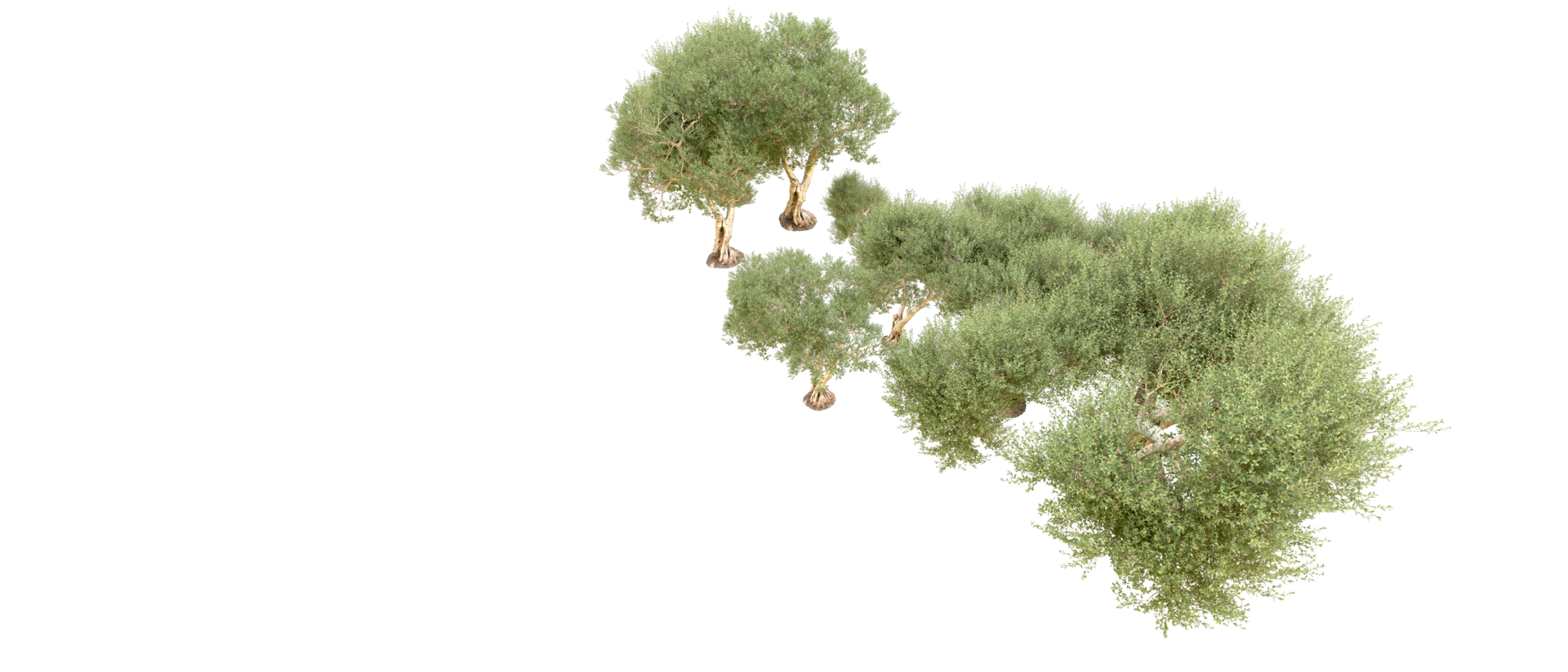 Green forest isolated on background. 3d rendering - illustration png