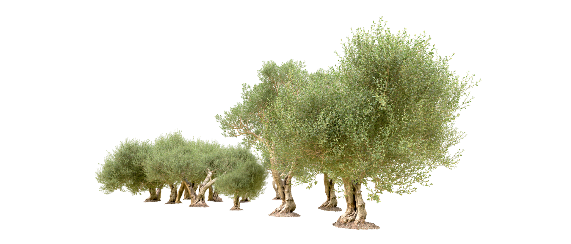 Green forest isolated on background. 3d rendering - illustration png