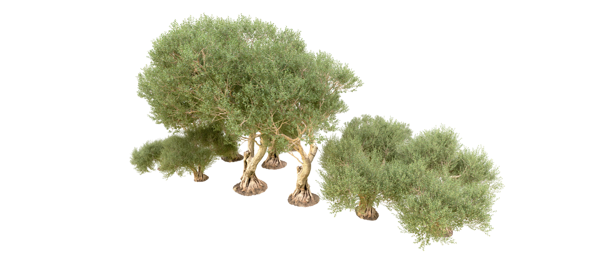 Green forest isolated on background. 3d rendering - illustration png