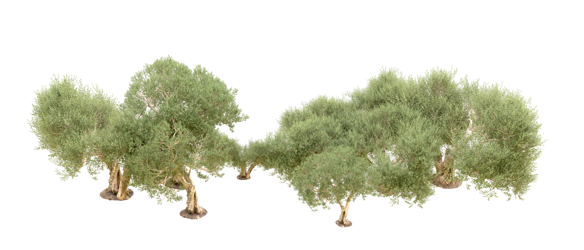 Green forest isolated on background. 3d rendering - illustration png