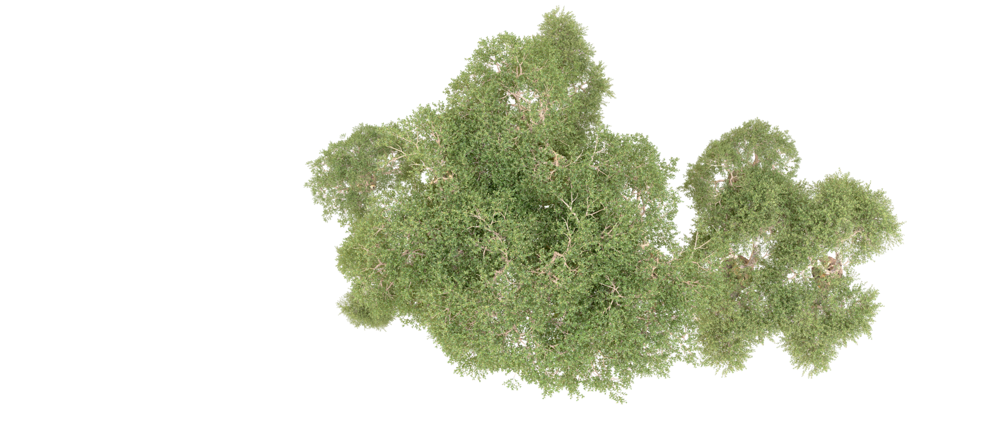 Green forest isolated on background. 3d rendering - illustration png