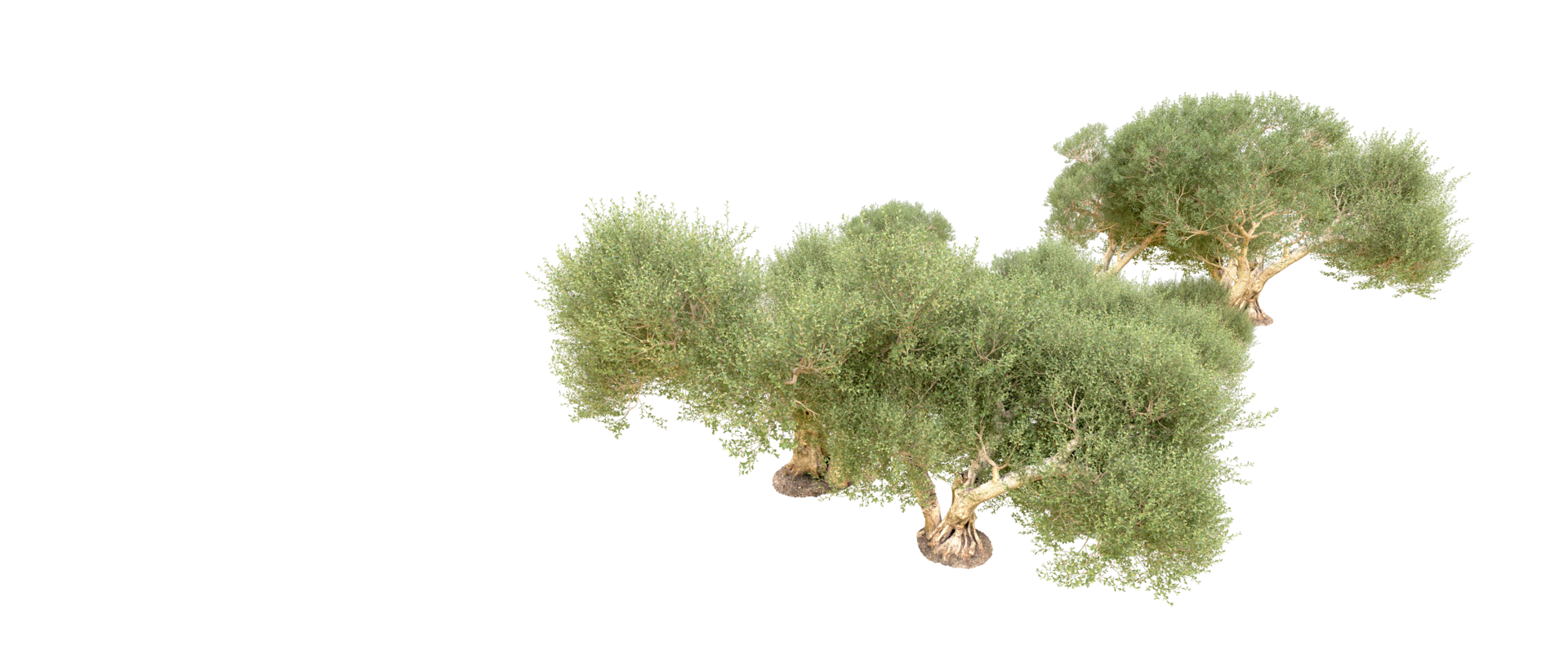 Green forest isolated on background. 3d rendering - illustration png