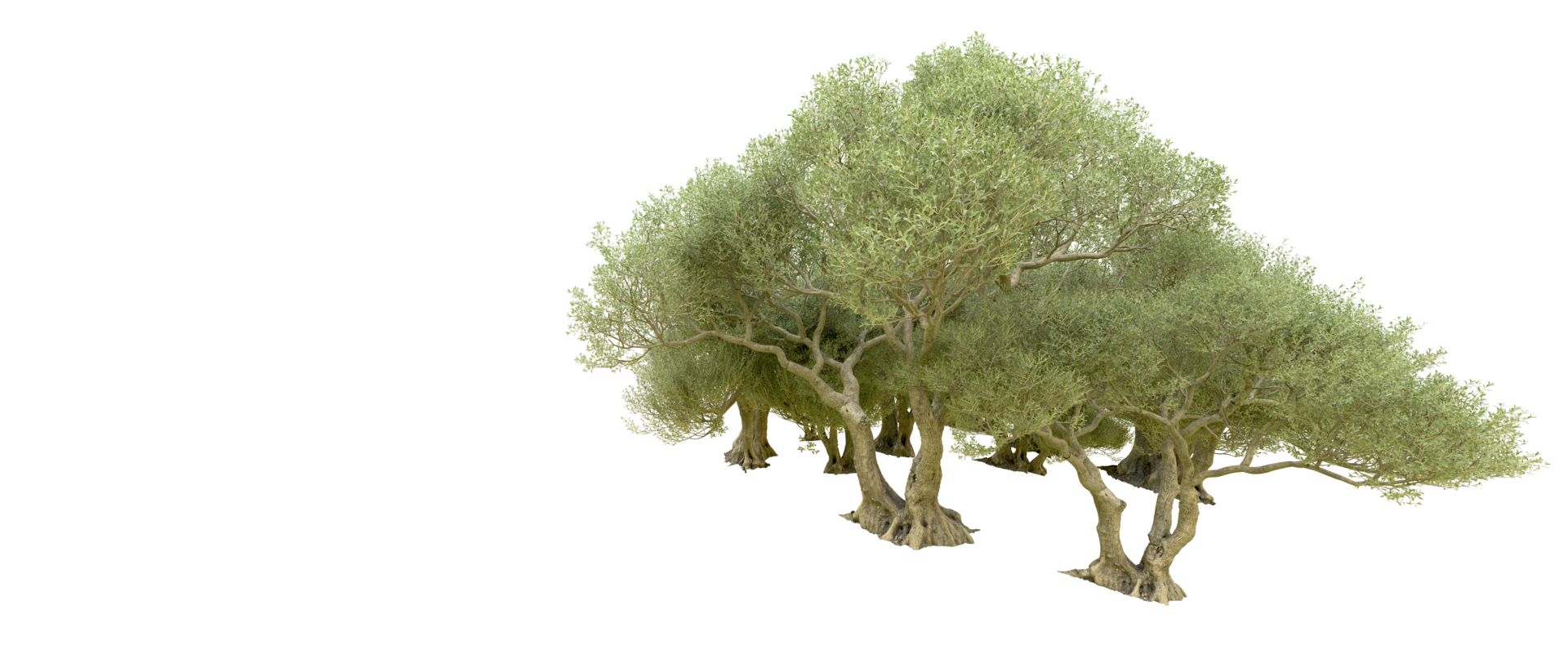 Green forest isolated on background. 3d rendering - illustration png