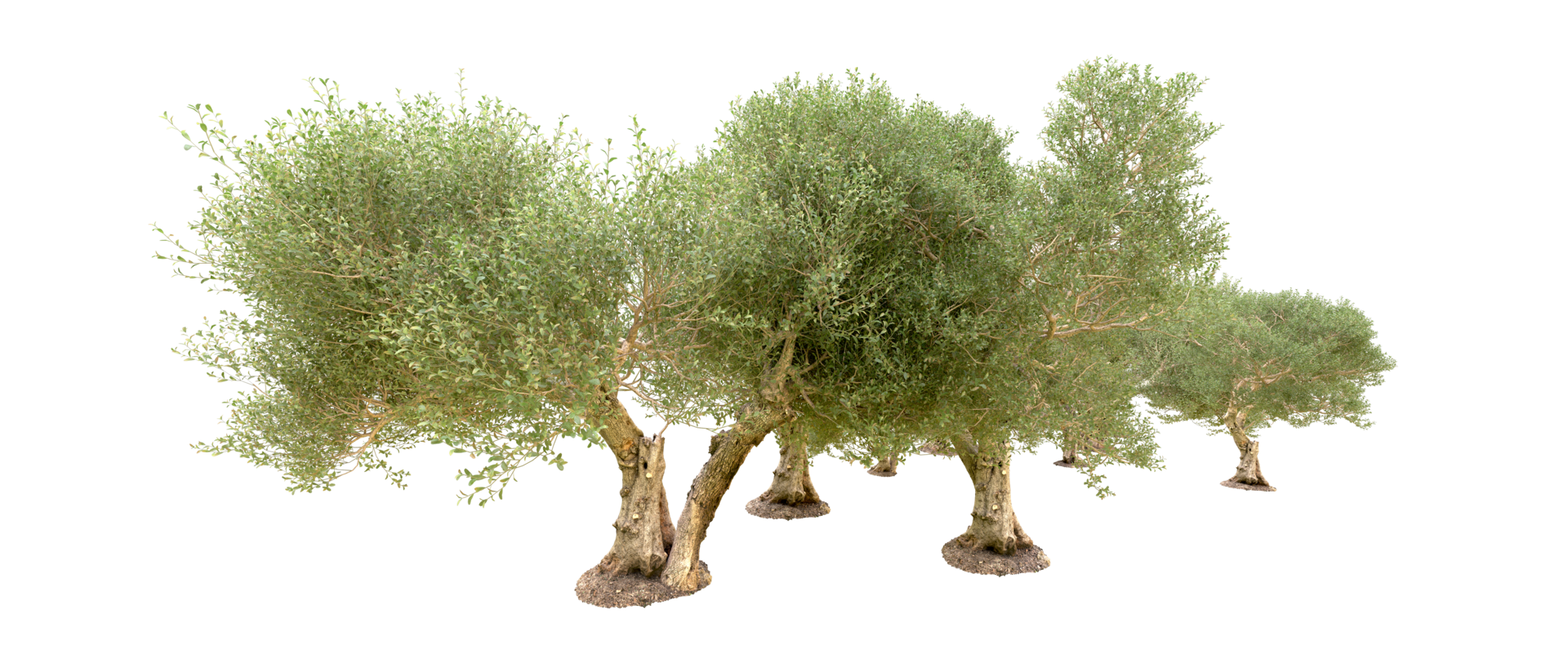 Green forest isolated on background. 3d rendering - illustration png