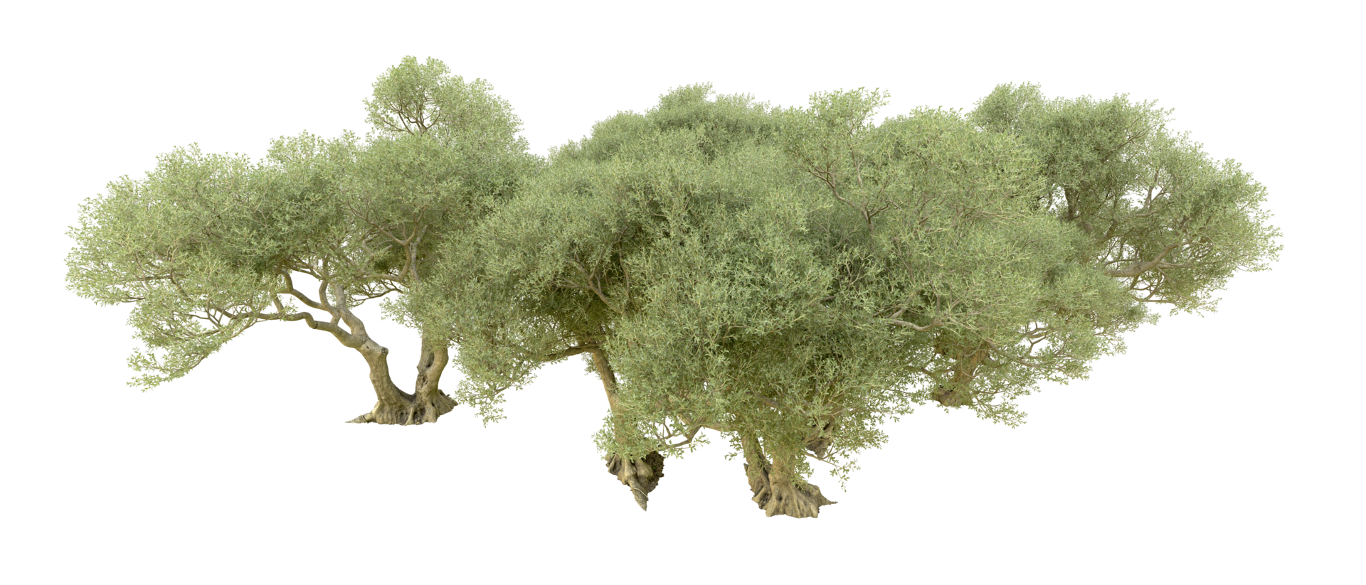 Green forest isolated on background. 3d rendering - illustration png