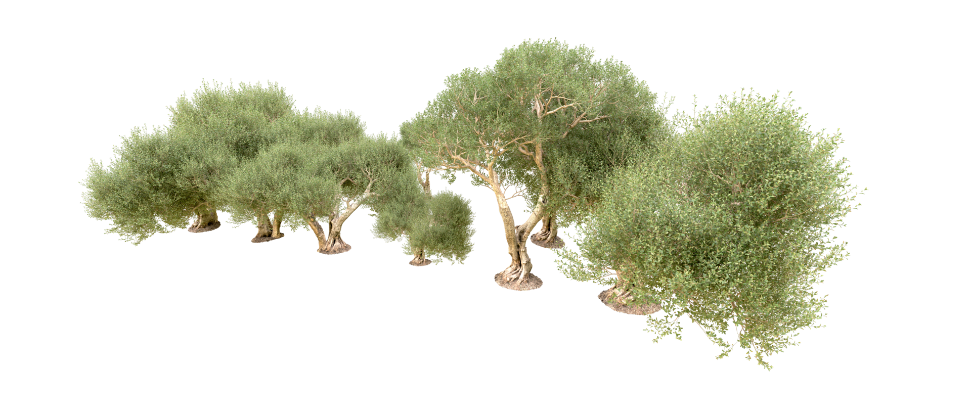 Green forest isolated on background. 3d rendering - illustration png