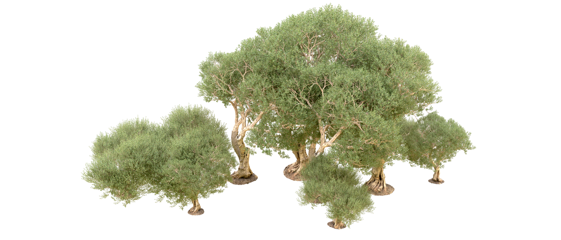 Green forest isolated on background. 3d rendering - illustration png