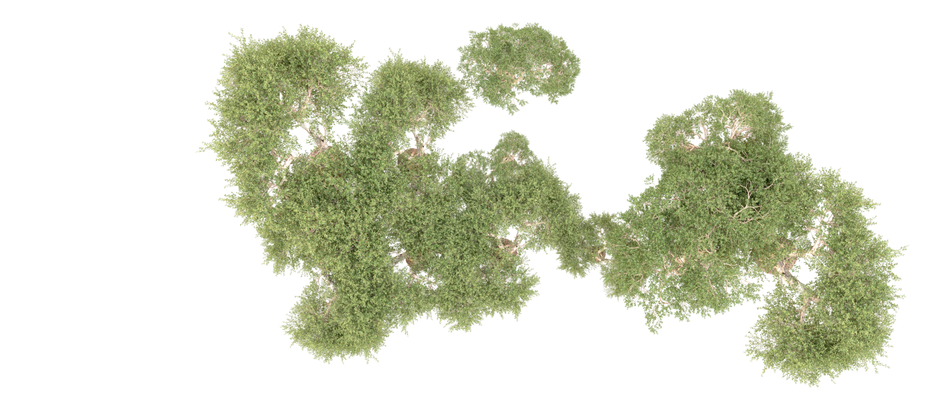 Green forest isolated on background. 3d rendering - illustration png