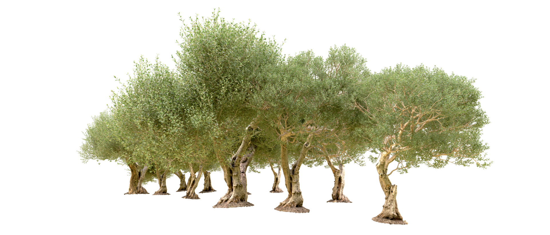 Green forest isolated on background. 3d rendering - illustration png