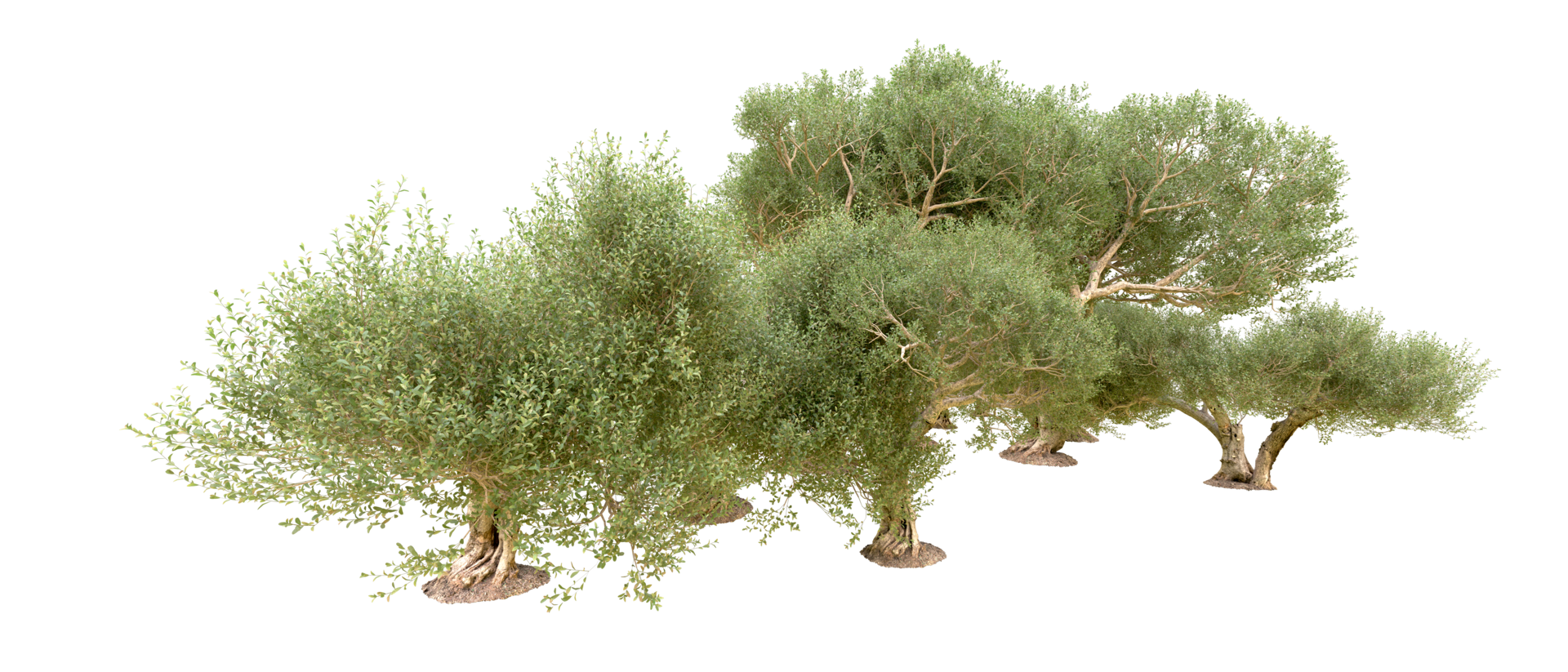 Green forest isolated on background. 3d rendering - illustration png
