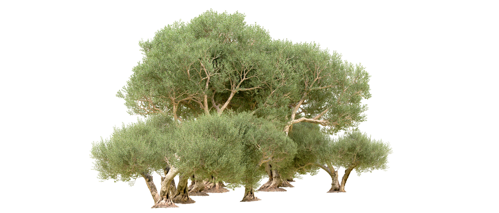 Green forest isolated on background. 3d rendering - illustration png