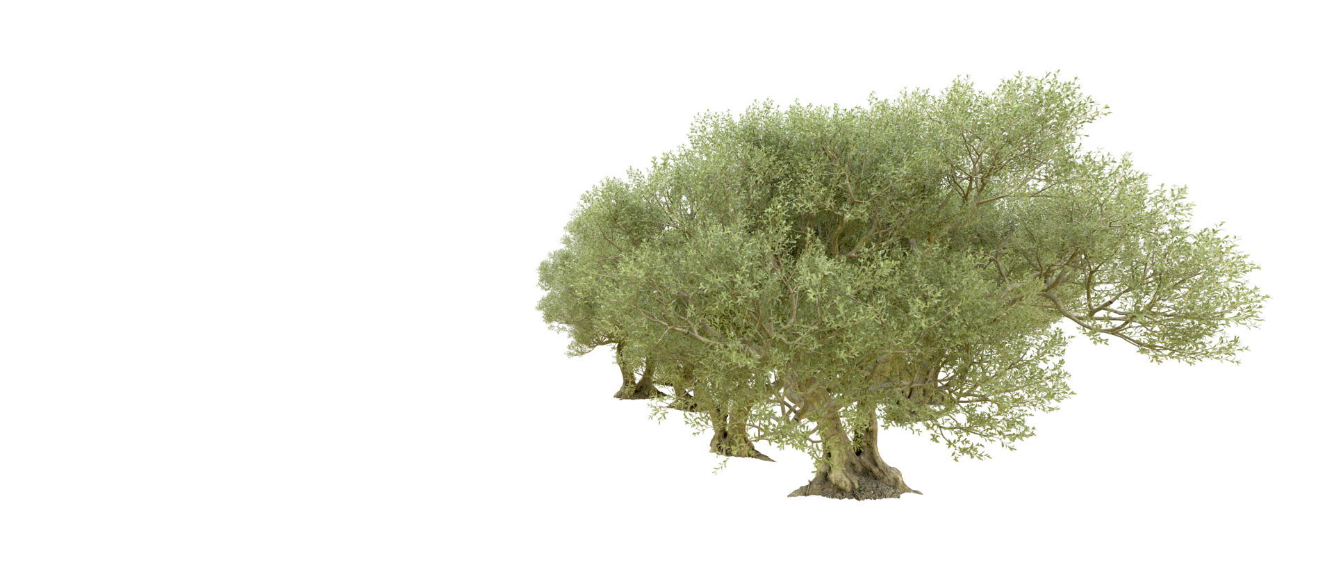 Green forest isolated on background. 3d rendering - illustration png