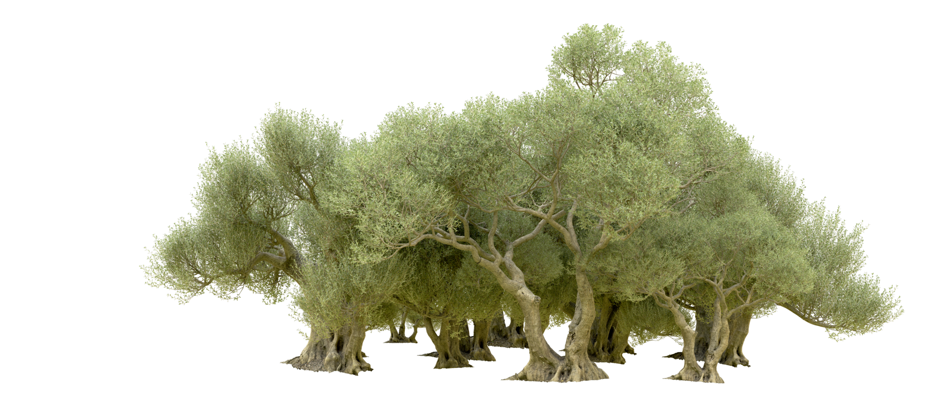 Green forest isolated on background. 3d rendering - illustration png