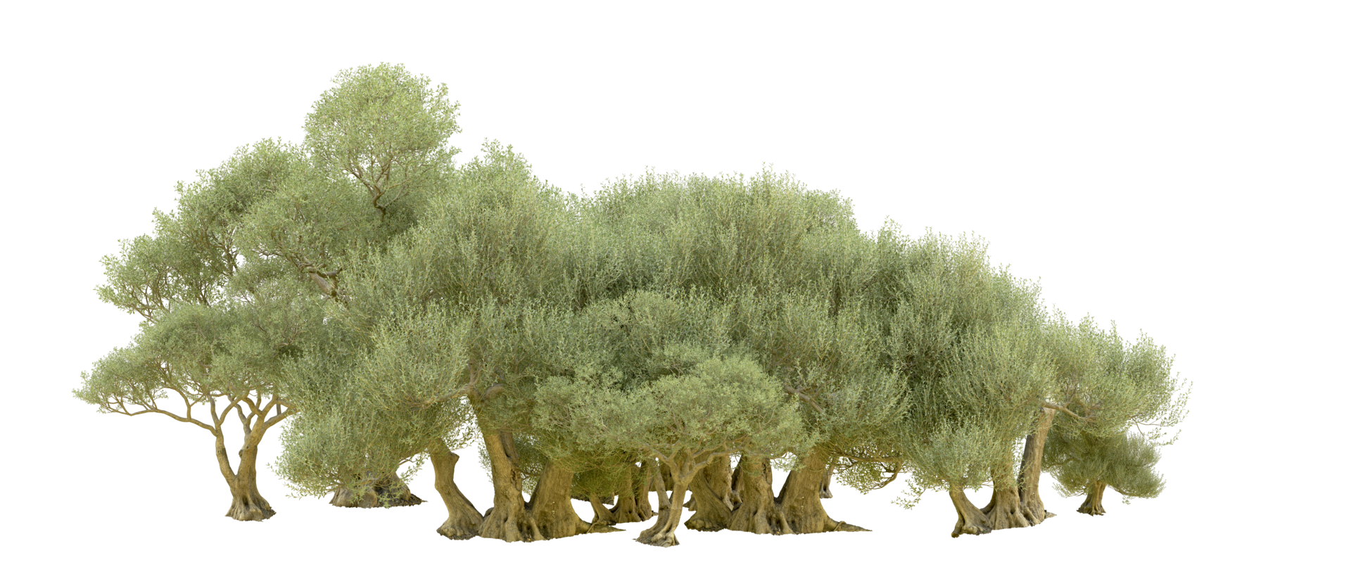 Green forest isolated on background. 3d rendering - illustration png