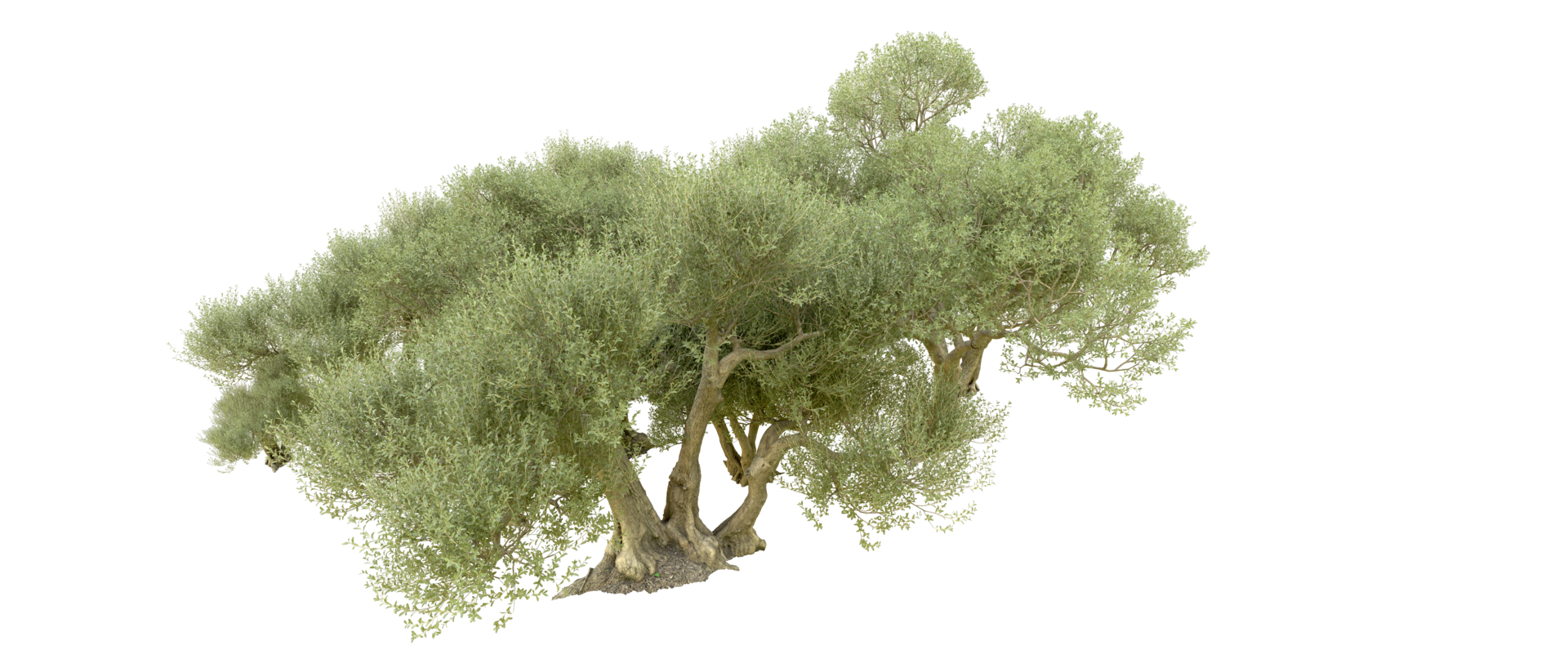 Green forest isolated on background. 3d rendering - illustration png