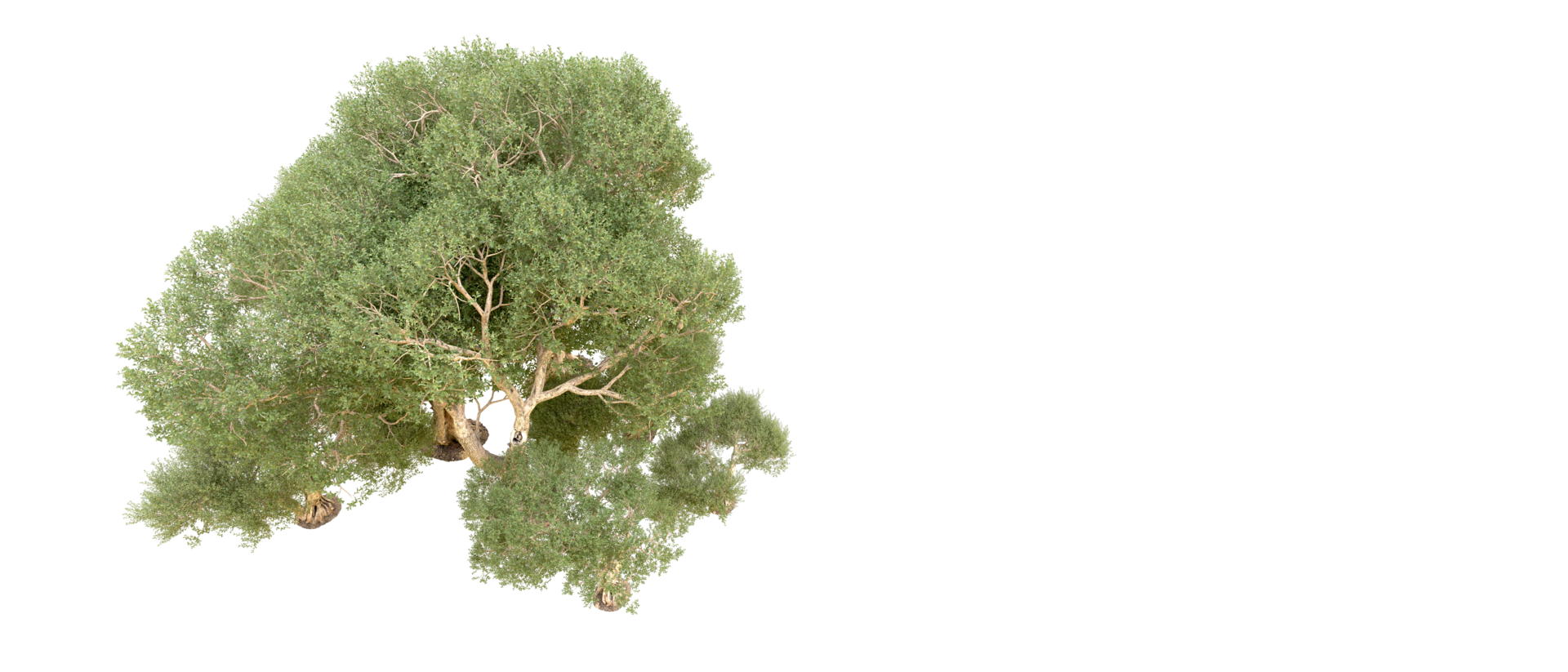 Green forest isolated on background. 3d rendering - illustration png