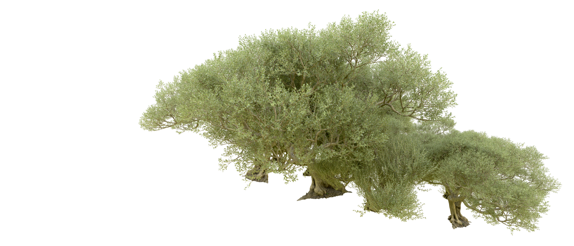 Green forest isolated on background. 3d rendering - illustration png