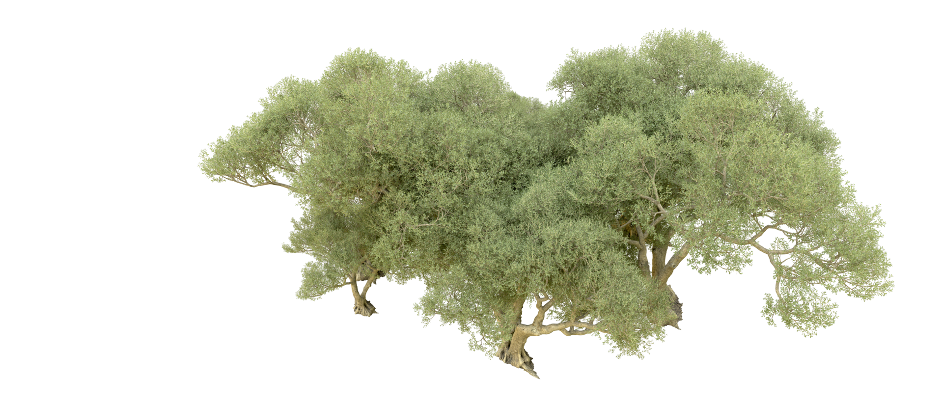 Green forest isolated on background. 3d rendering - illustration png