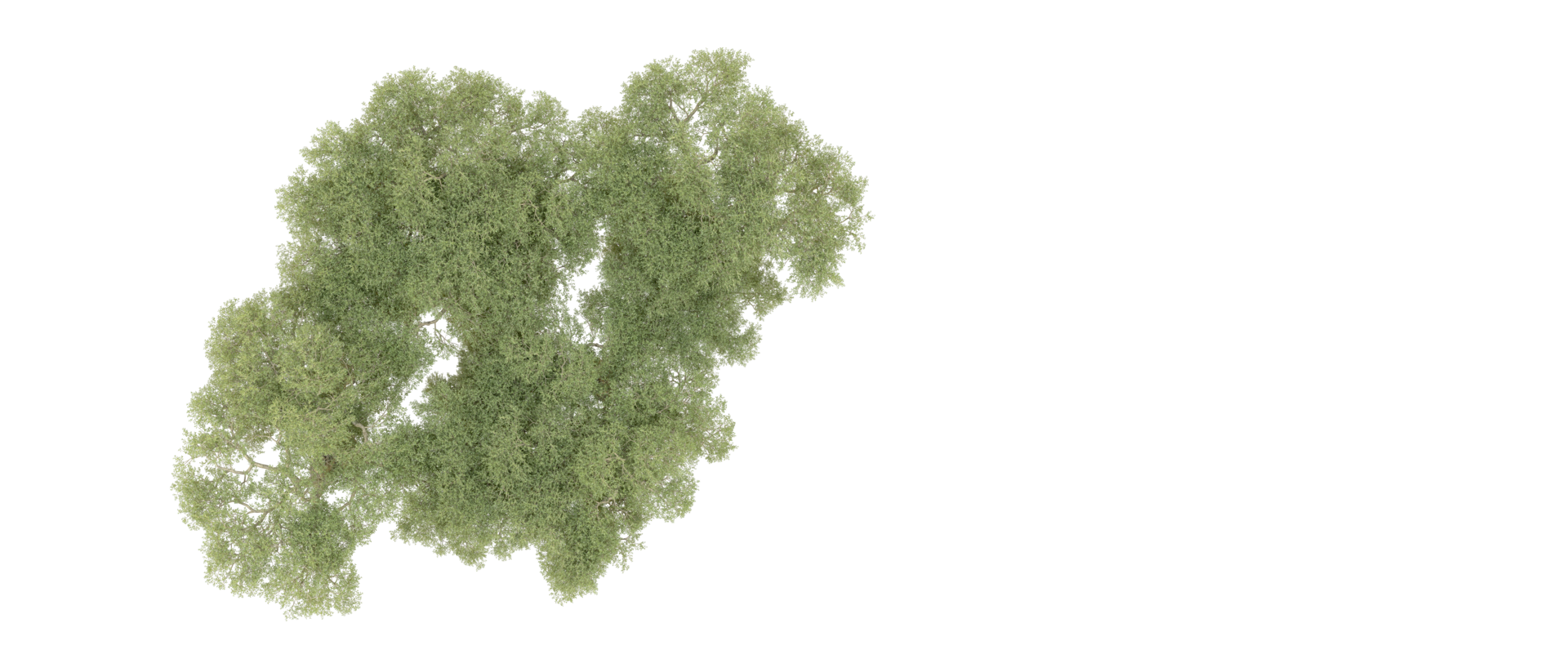 Green forest isolated on background. 3d rendering - illustration png