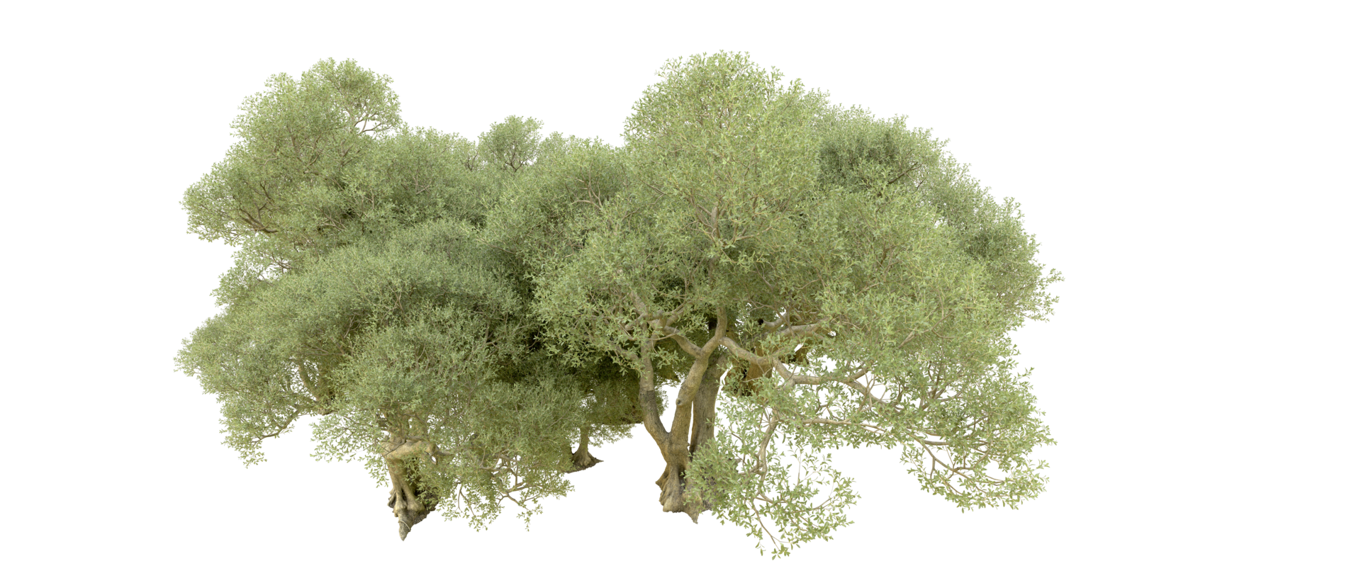 Green forest isolated on background. 3d rendering - illustration png