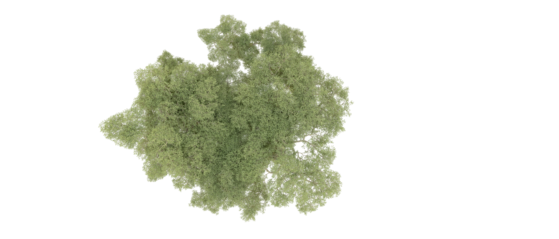 verde floresta isolado em fundo. 3d Renderização - ilustração png