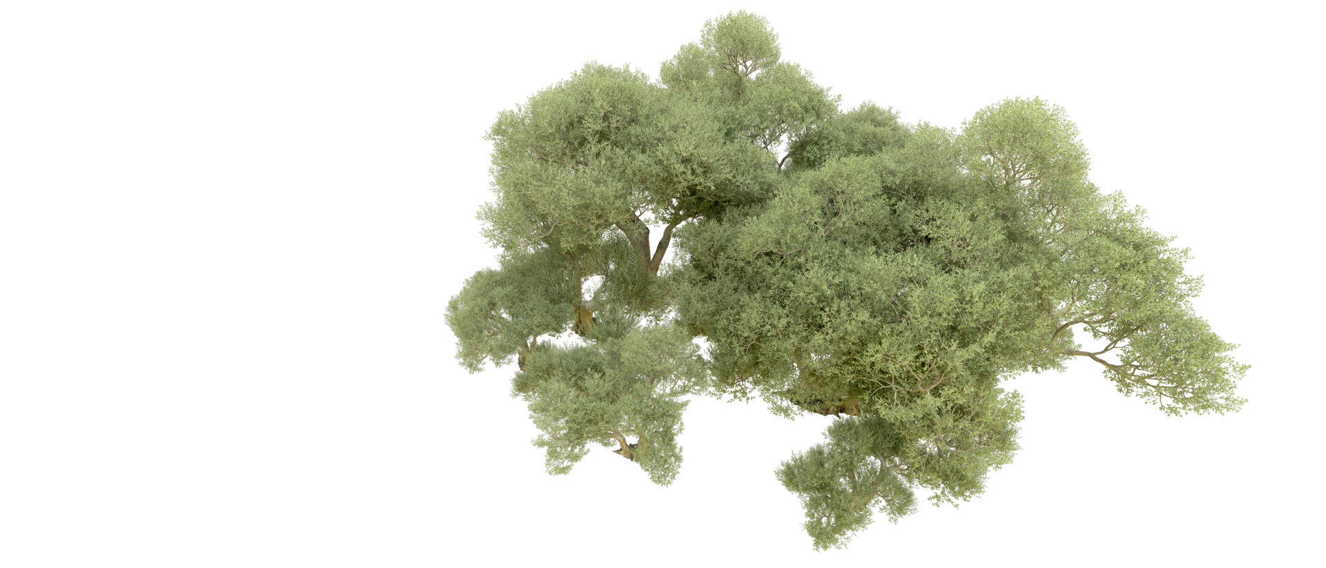 Green forest isolated on background. 3d rendering - illustration png
