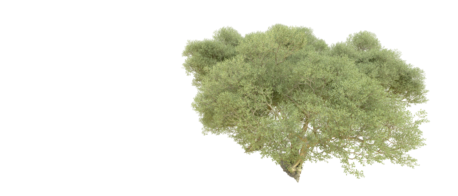 Green forest isolated on background. 3d rendering - illustration png